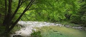 Beautiful Relaxing Music – Flute, Guitar & Piano Music with Birds Singing