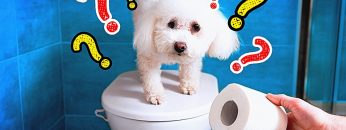 TOILET PAPER CHALLENGE -AMAZING TOILET PAPER HACKS