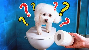 TOILET PAPER CHALLENGE -AMAZING TOILET PAPER HACKS