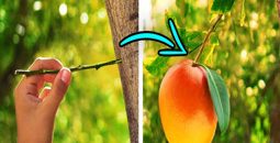 33 ترفند و نکته جالب باغبانی و پرورش گیاه