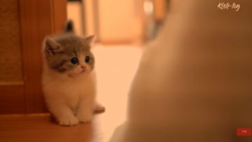 cat
