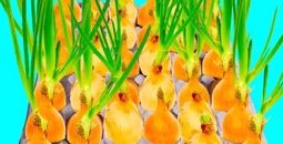 18-ایده-خلاقانه-برای-پرورش-باغ-و-گیاه-در-یک-نگاه