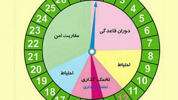 تخمکگذاری-منظم-در-هر-دوره-از-قاعدگی