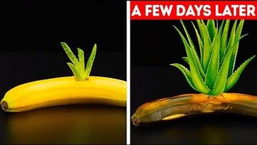 help-us-bring-the-trophy-home-1