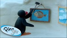 Pingu
