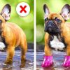 CUTEST-GADGETS-AND-SMART-HACKS-FOR-YOUR-PETS
