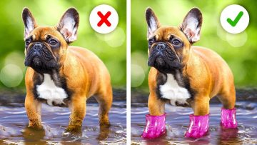 CUTEST-GADGETS-AND-SMART-HACKS-FOR-YOUR-PETS